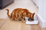 Surefeed Motion-Activated Battery Operated Sealed Pet Food Bowl