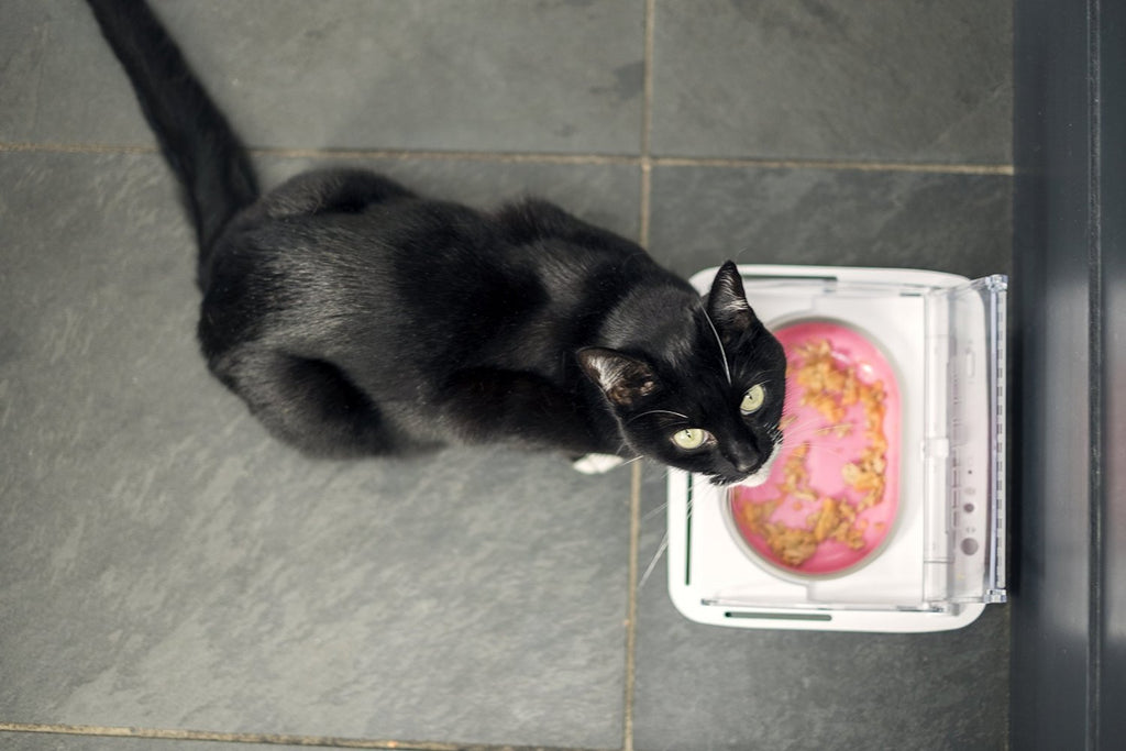 Surefeed Motion-Activated Battery Operated Sealed Pet Food Bowl
