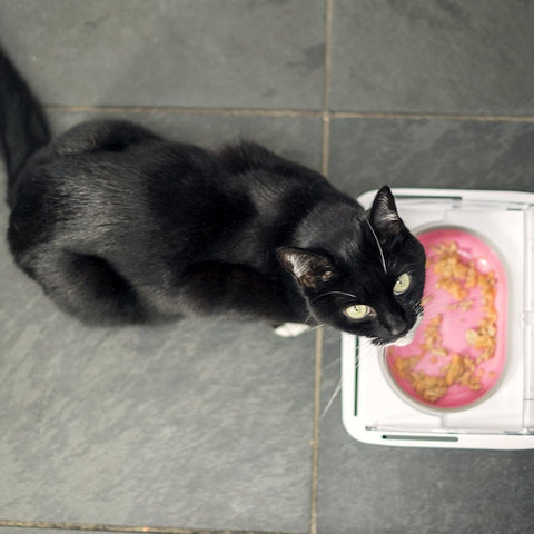 Surefeed Motion-Activated Battery Operated Sealed Pet Food Bowl
